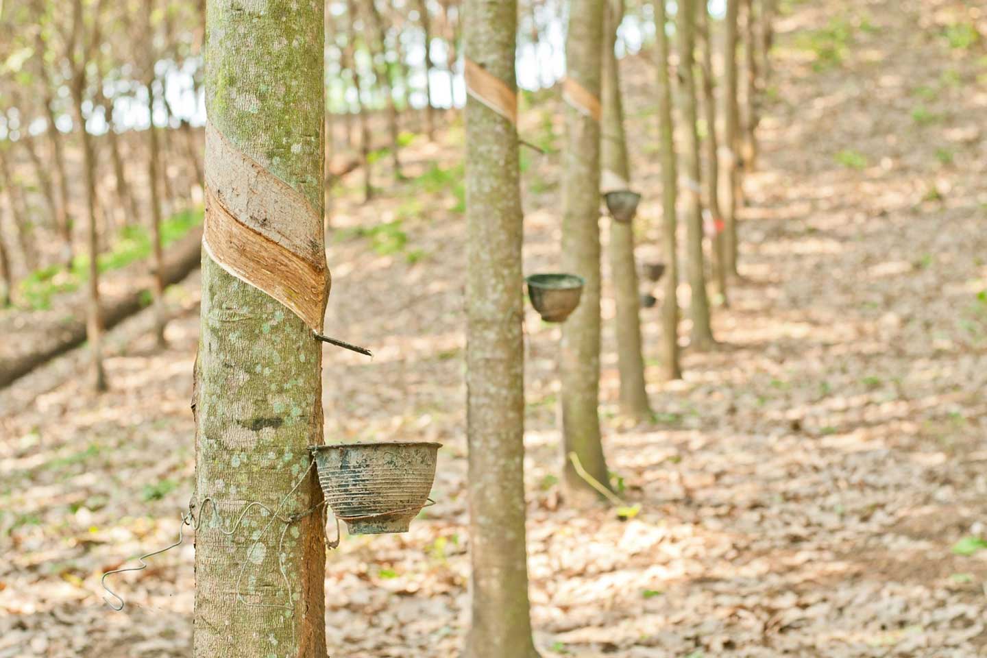 Mescola di gomma naturale di alta qualità per applicazioni industriali - Termogomma